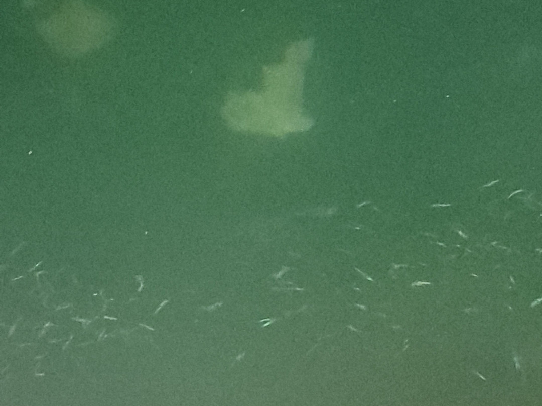 Smart Galapagos-阿约拉港必去景点