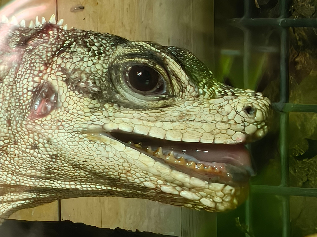 Plantasia Tropical Zoo-斯温西必去景点