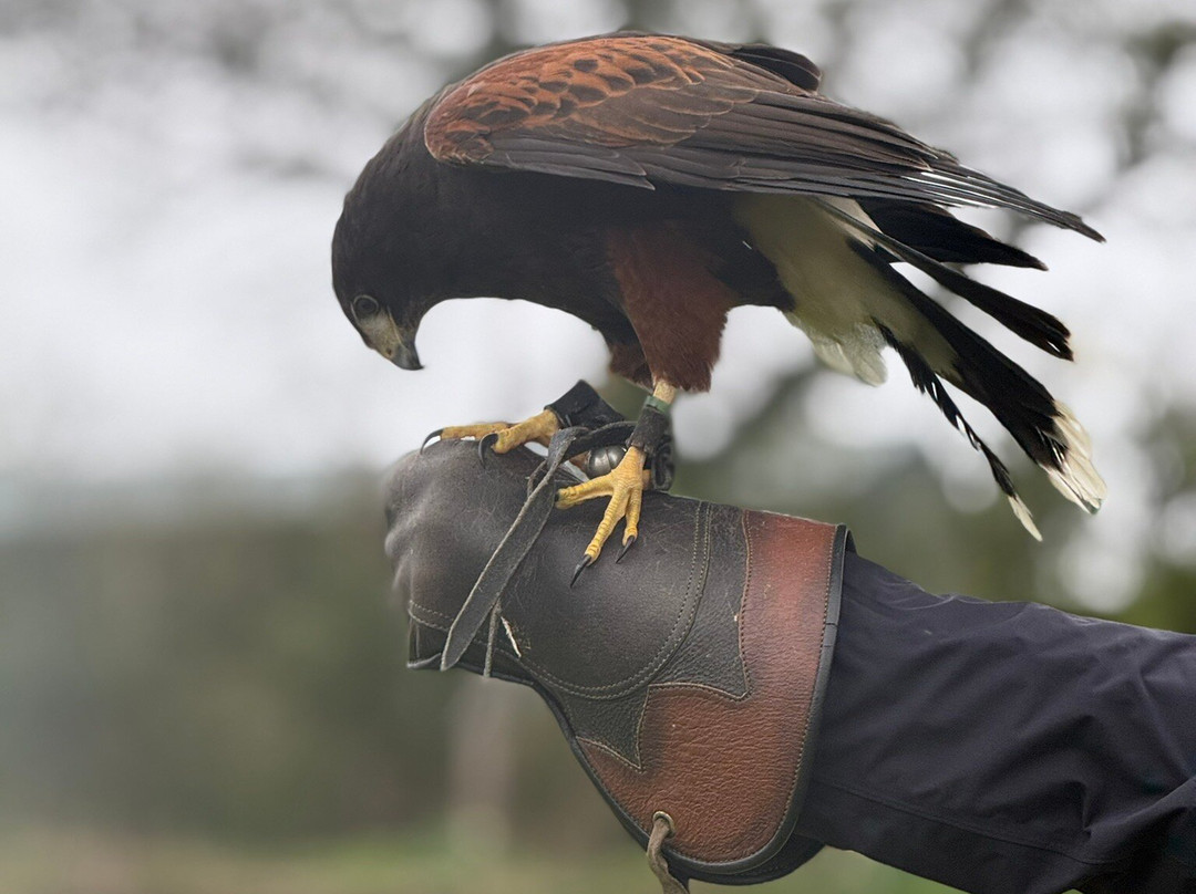 North Devon Hawk Walks-South Molton必去景点