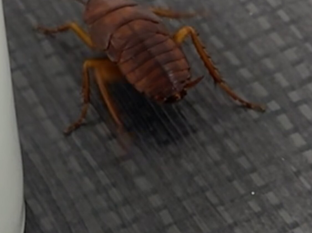 彼得伯勒市中心旅客之家酒店主图