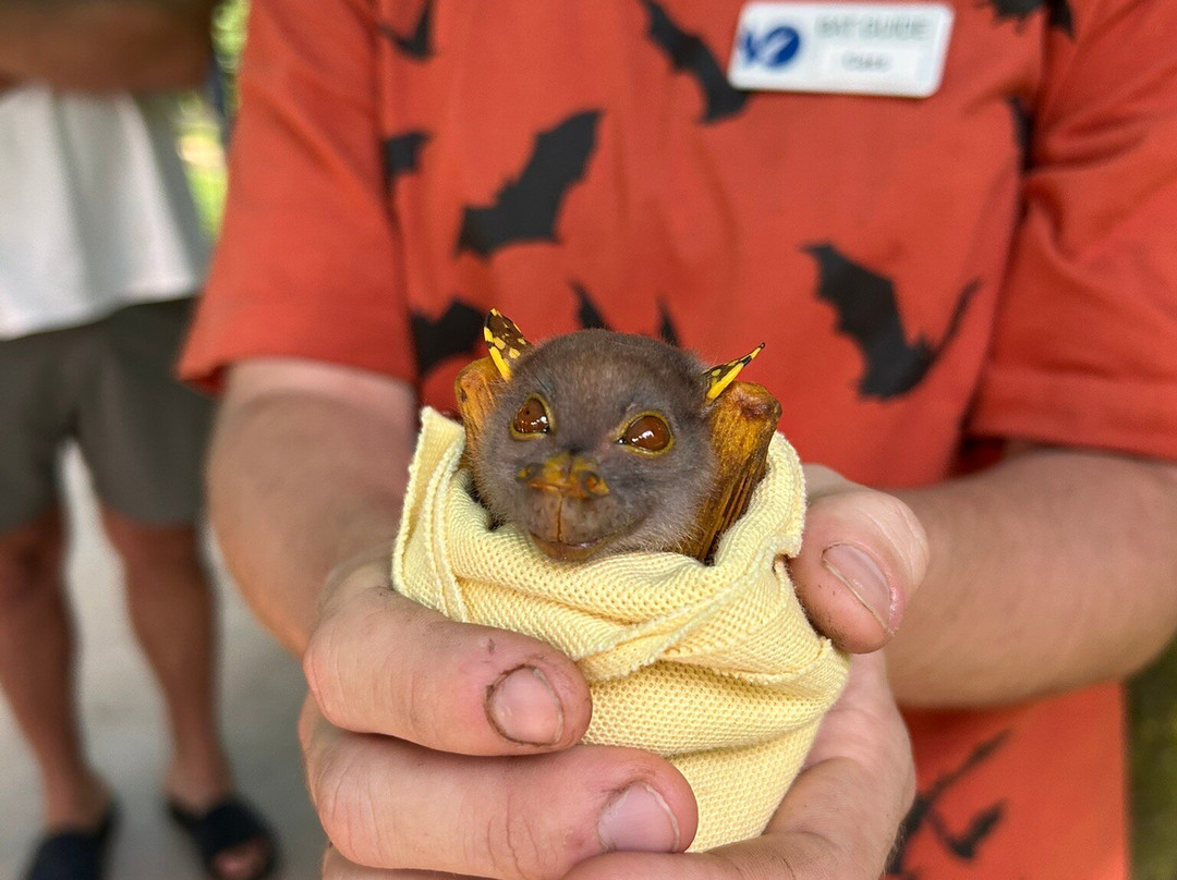 The Bat Hospital Visitor Centre- 阿瑟顿必去景点