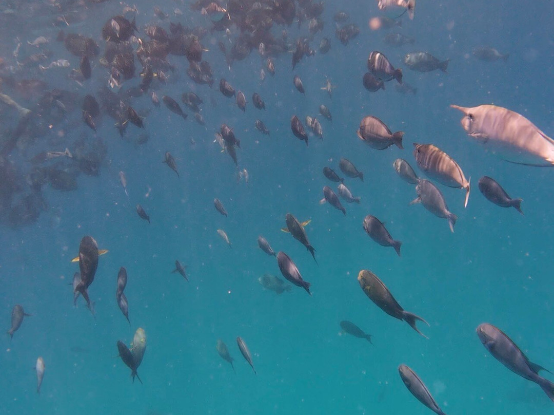 Sub Oceanic Dive Club-幸福岛必去景点