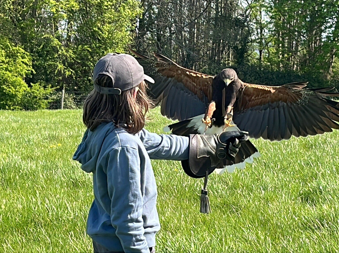 The Bird Of Prey Project-巴斯必去景点