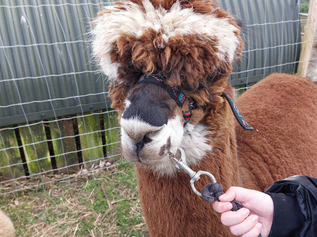 Sheriff Alpacas-约克必去景点