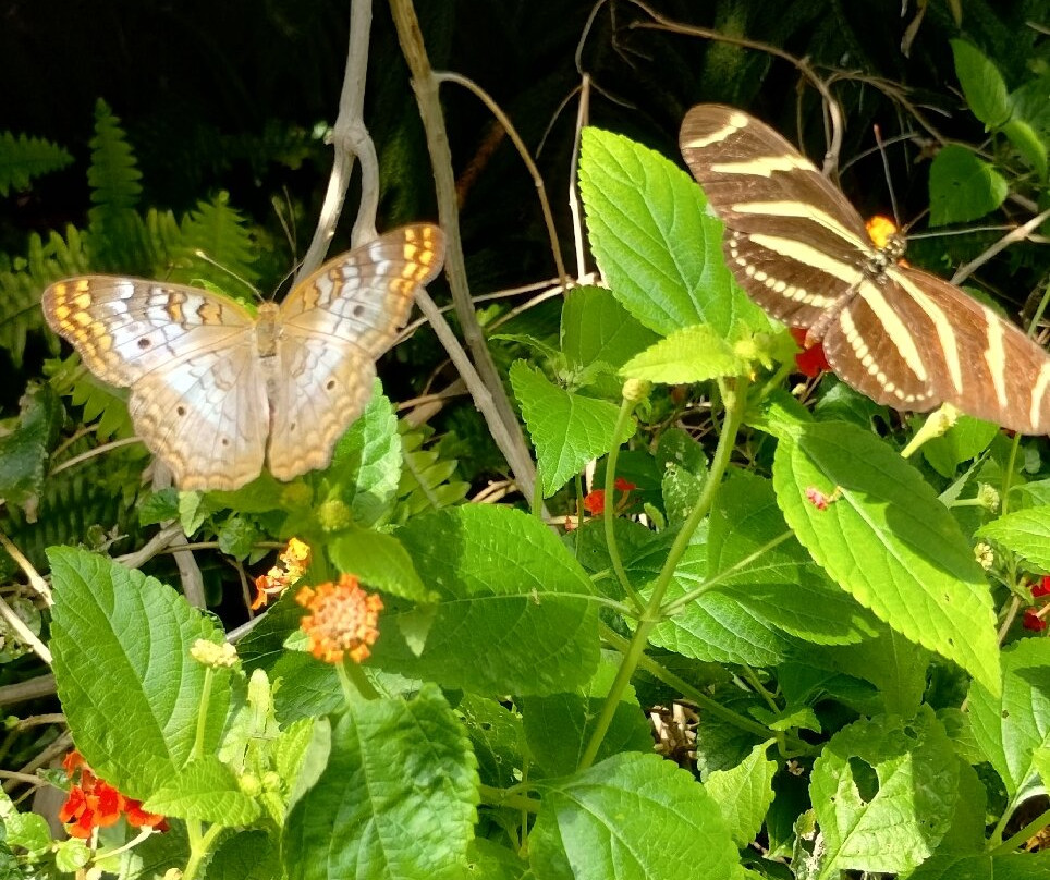 Butterfly Wonderland-斯科茨代尔必去景点