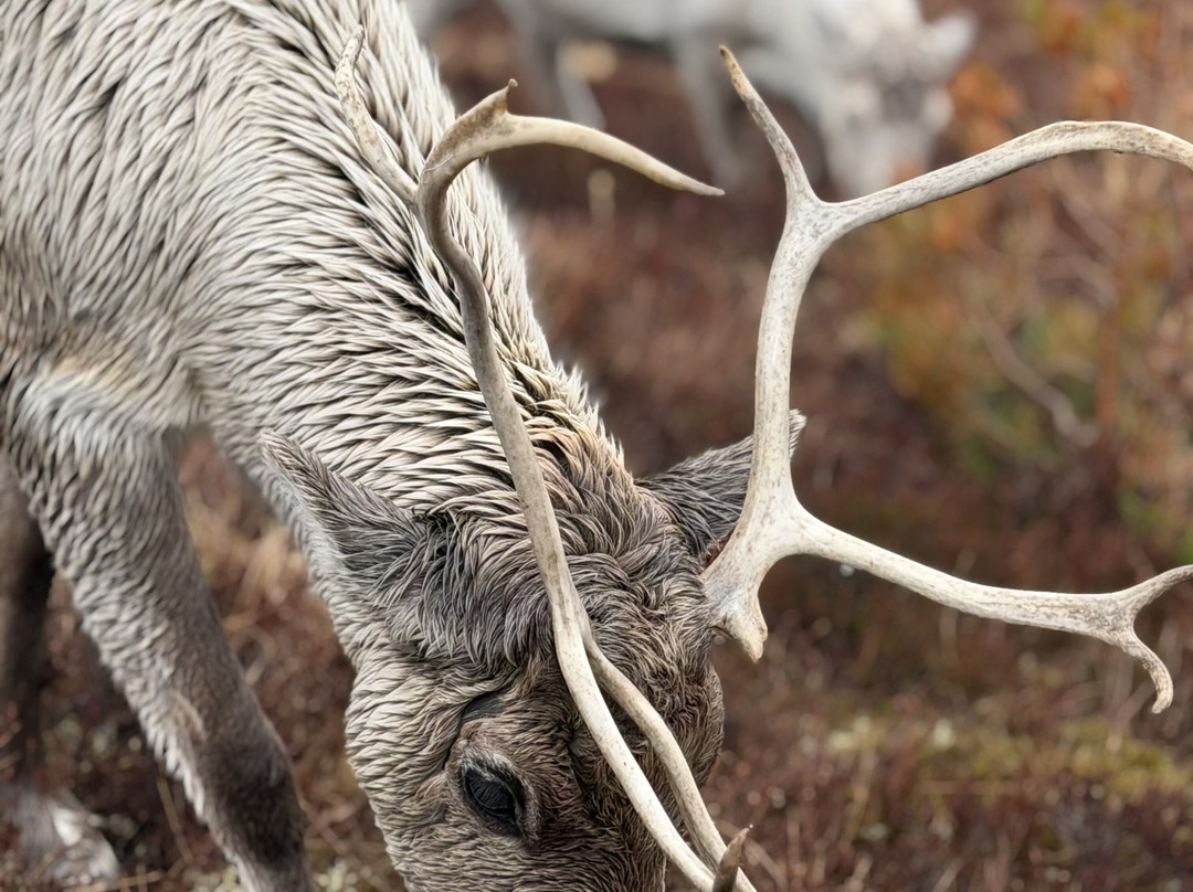 Cairngorm Reindeer Herd-Glenmore必去景点