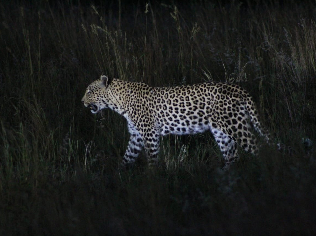 Kartula Marula Adventures-Steenbokpan必去景点