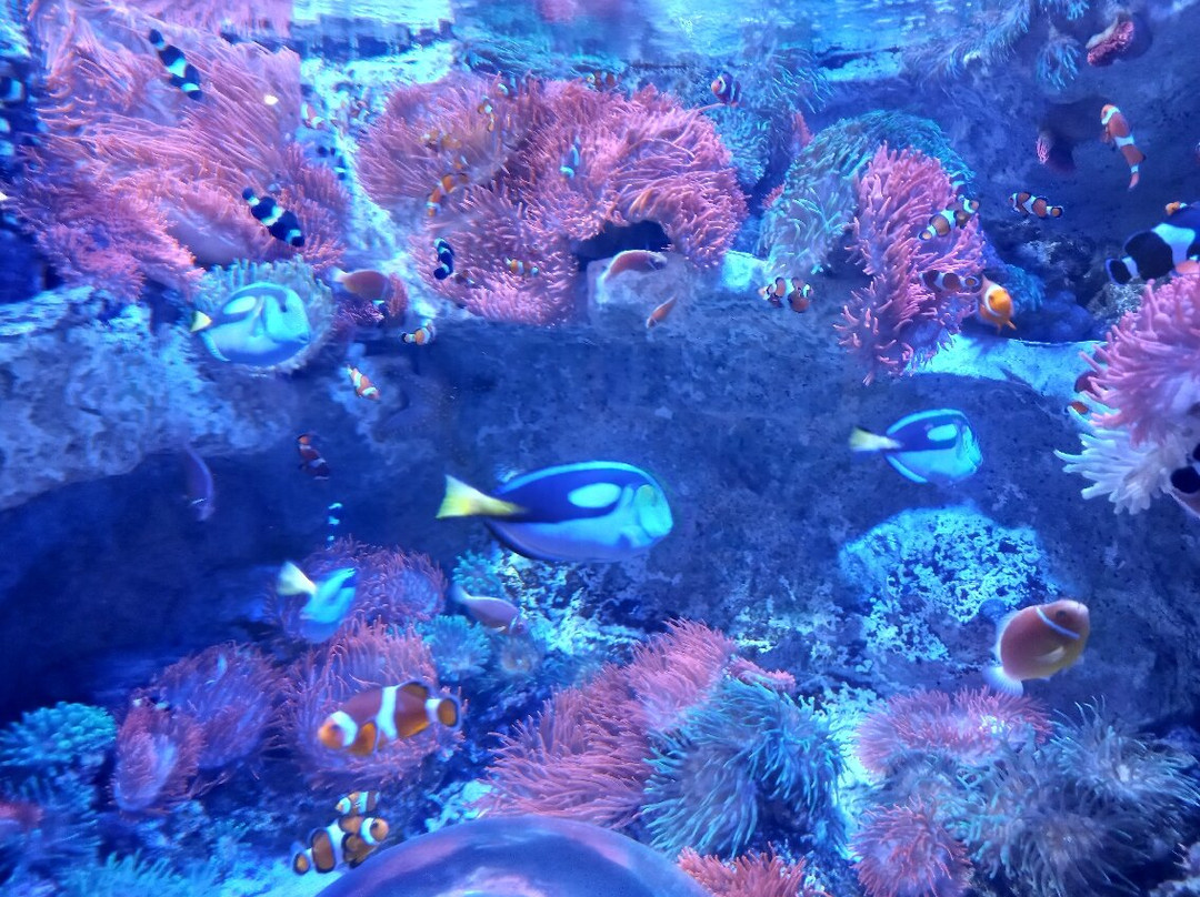 Seaquarium Institut Marin-勒格罗迪鲁瓦必去景点