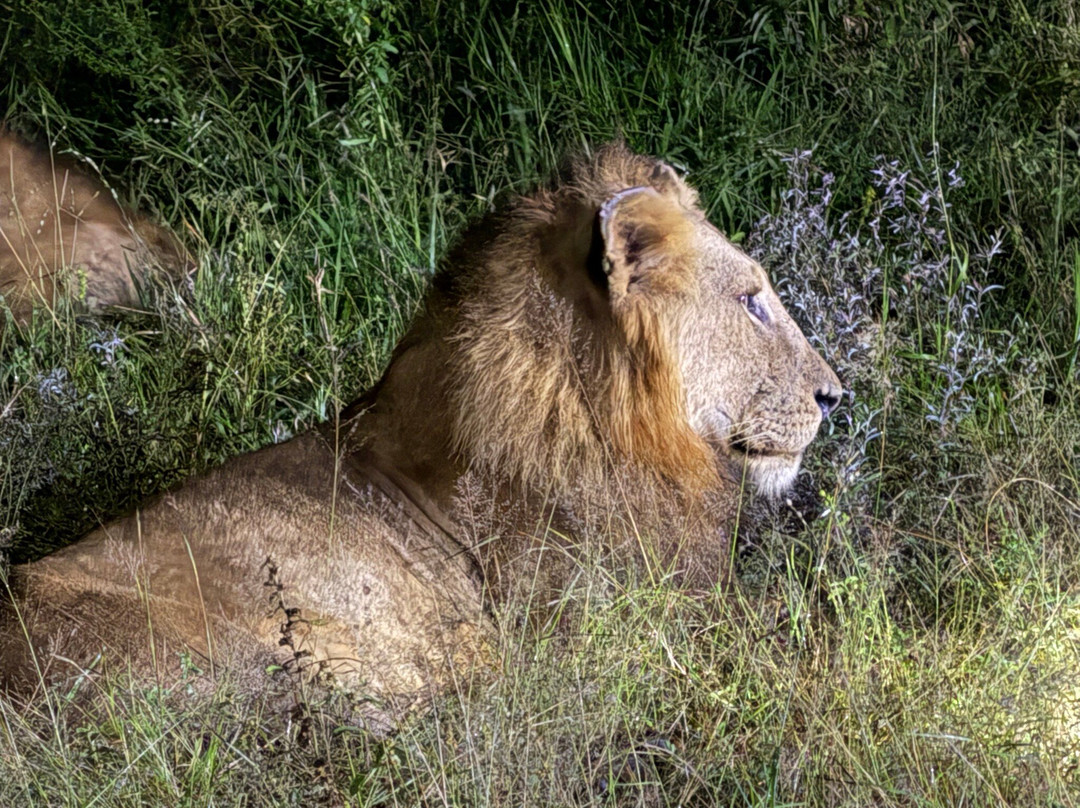 Royal Safaris-库马堤港必去景点