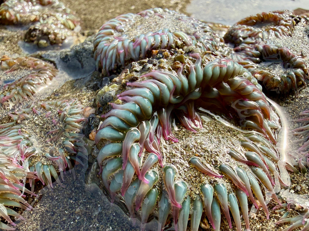 Muir Beach-Muir Beach必去景点
