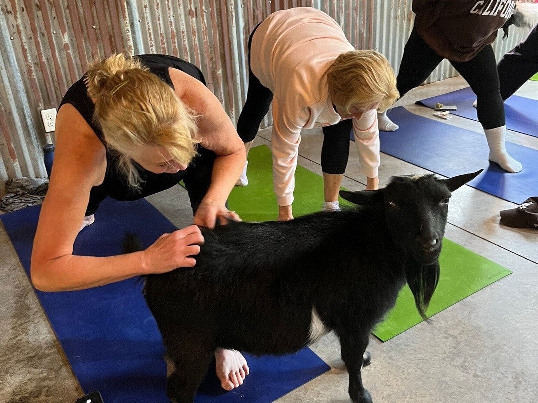Galena Goat Yoga-加利纳必去景点