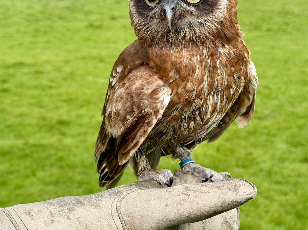 UK Owl And Raptor Centre-Groombridge必去景点
