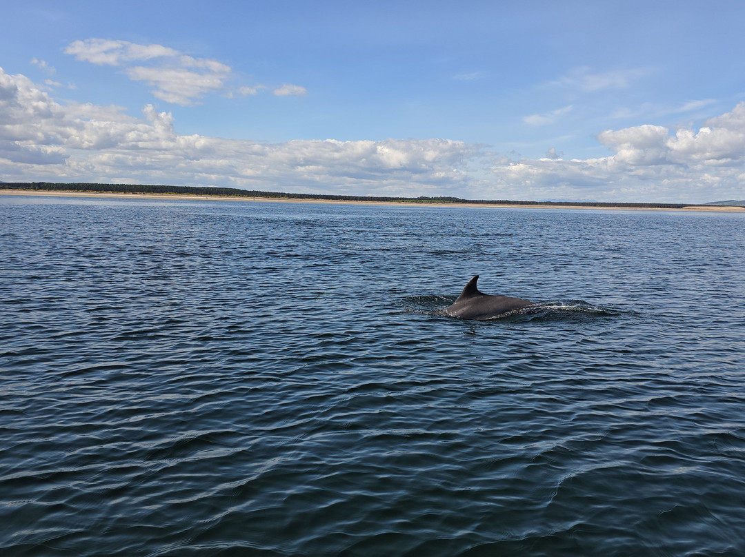 Dolphin Spirit Inverness-因弗内斯必去景点