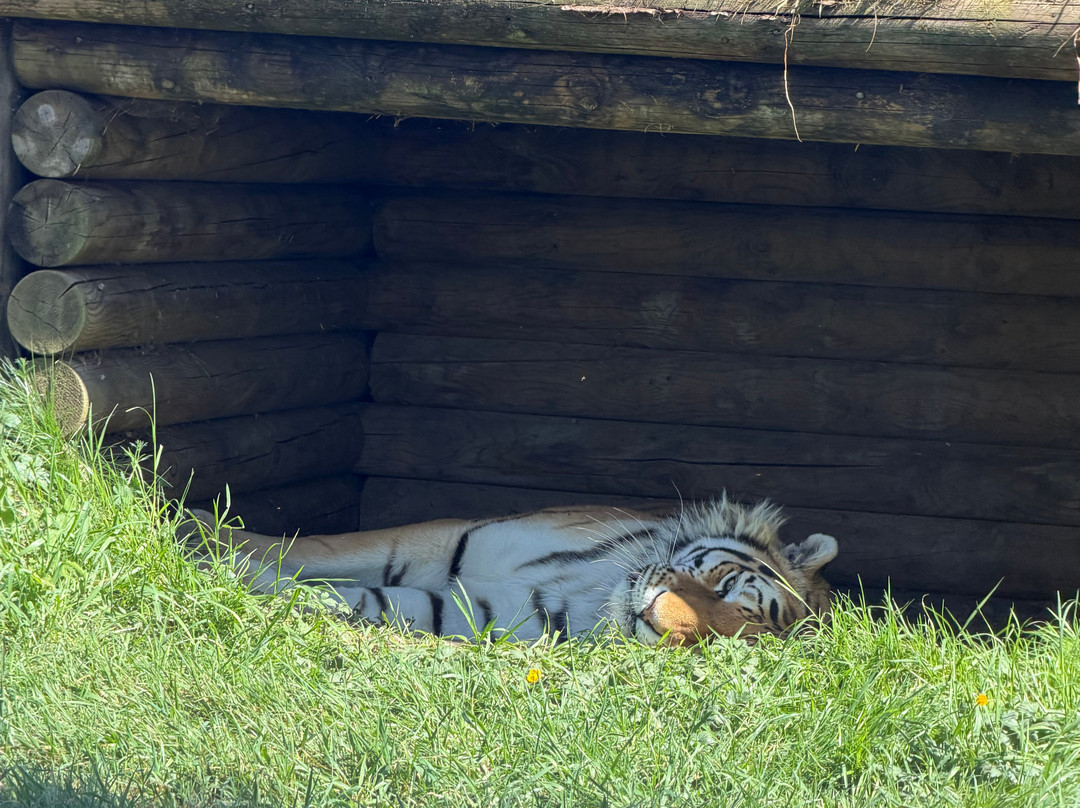 The Big Cat Sanctuary-Smarden必去景点