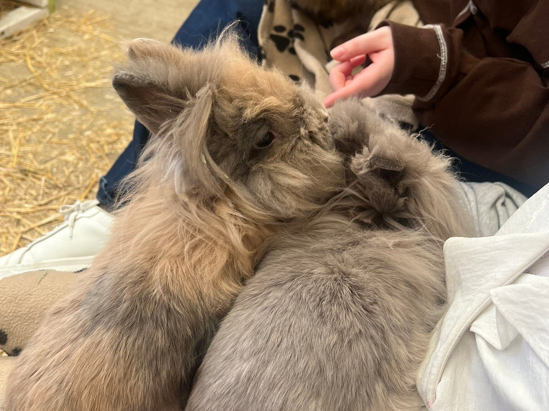 Beetle Bank Open Farm-约克必去景点