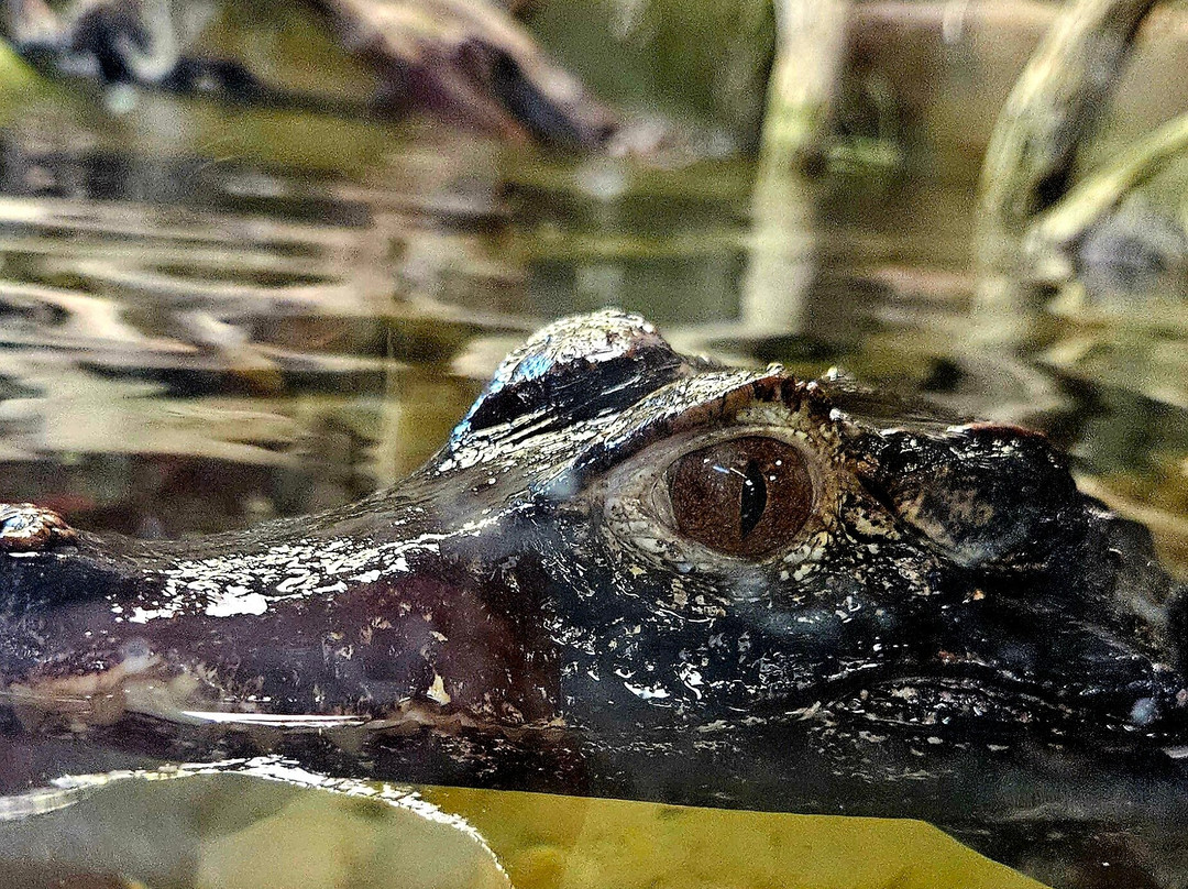 Crocodiles of the World-Brize Norton必去景点