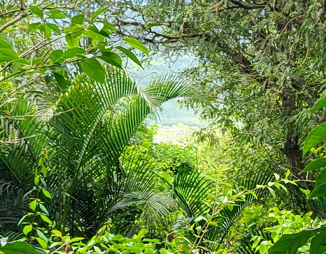 Phantasea Tropical Botanical Garden-圣 托马斯必去景点