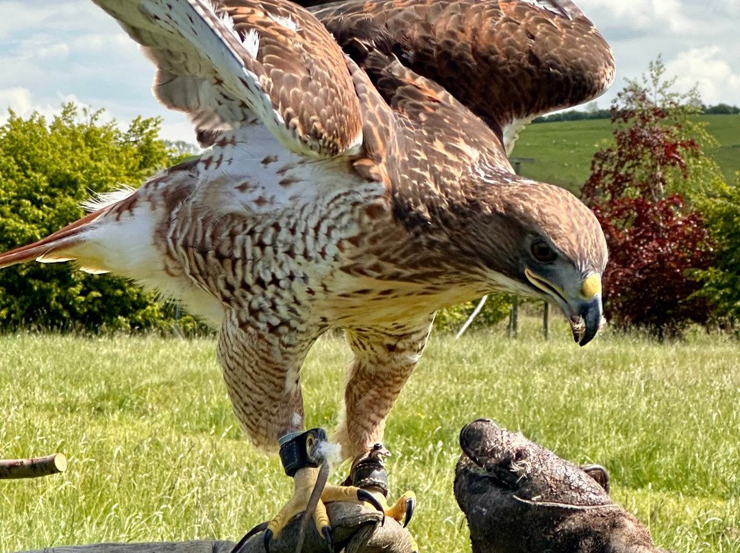 Bird on the Hand Falconry Experiences-Church Langton必去景点