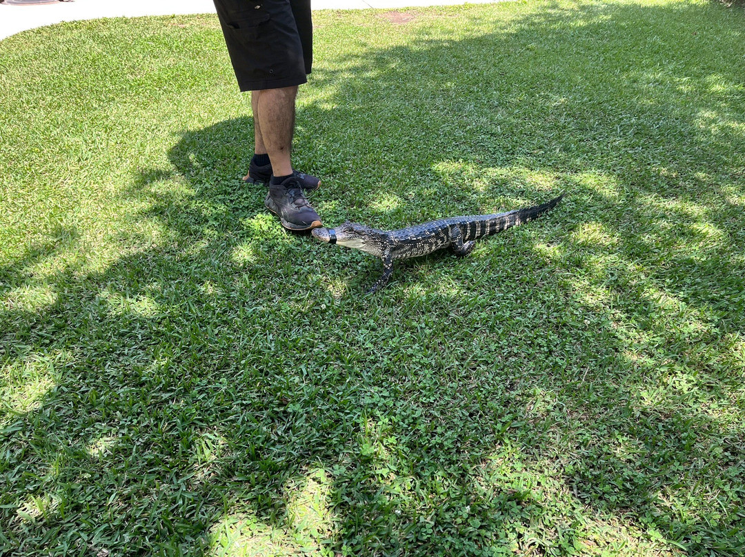 Insta-Gator Ranch & Hatchery-卡温顿必去景点