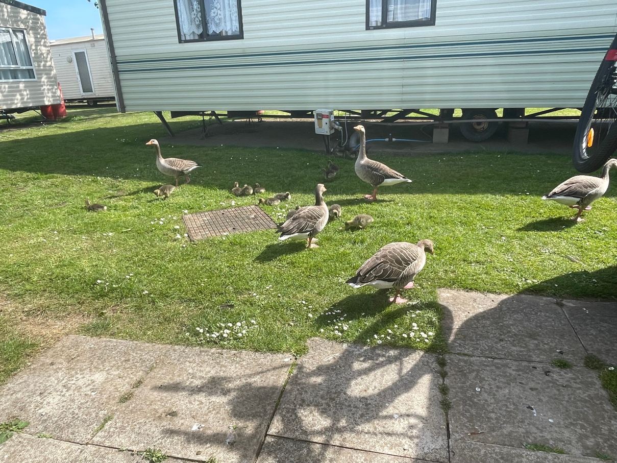 Cleethorpes Beach Holiday Park-旅行者