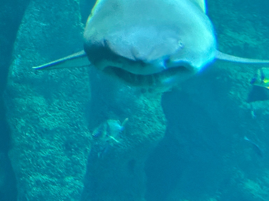 Aquarium La Rochelle-拉罗谢尔必去景点