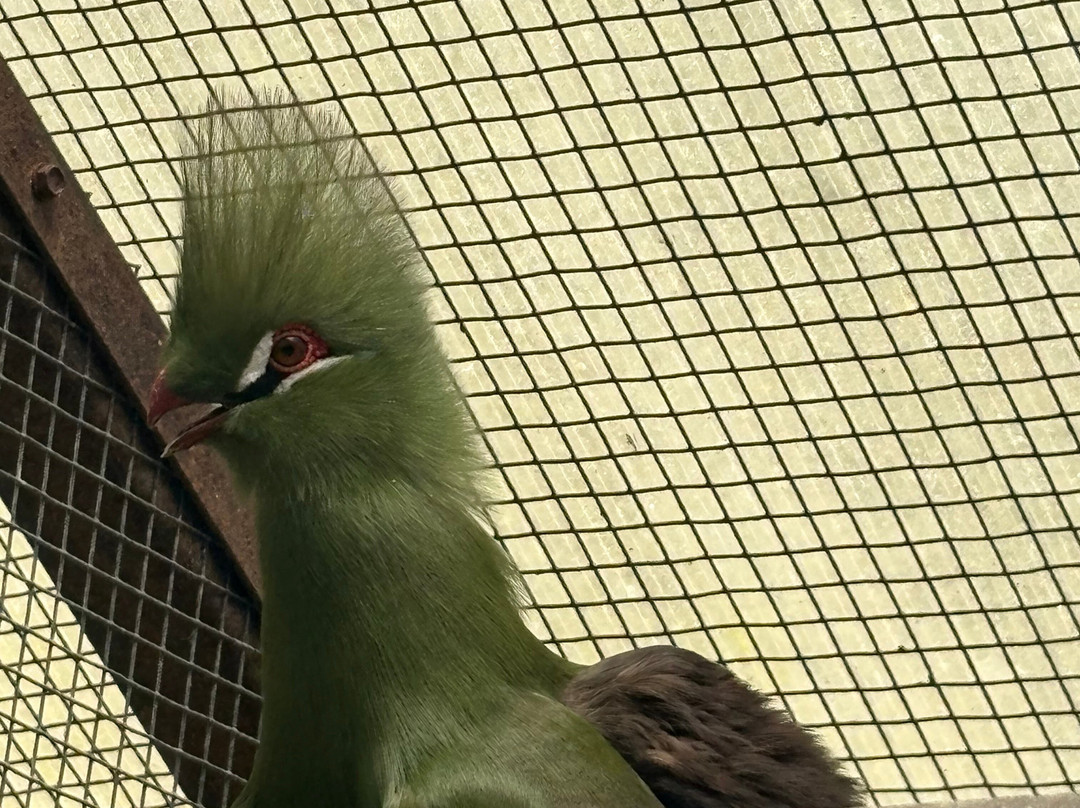 Sylvan Heights Bird Park-Scotland Neck必去景点