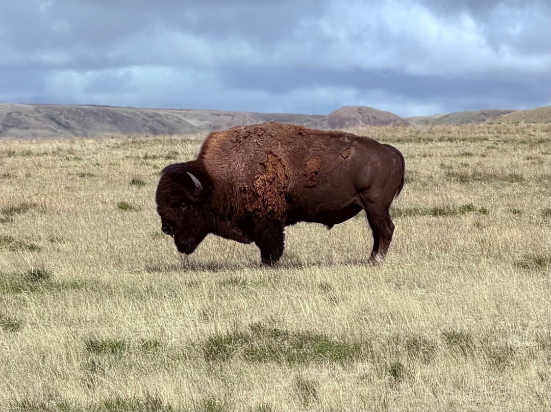 Grasslands National Park-萨斯喀彻温省必去景点