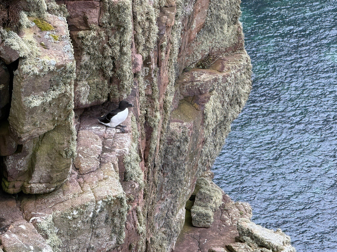 Handa Island Wildlife Reserve-Handa Island必去景点