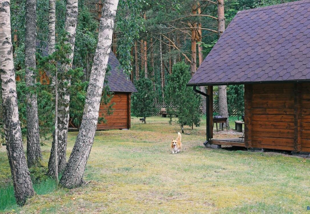 Niidupuu Camping