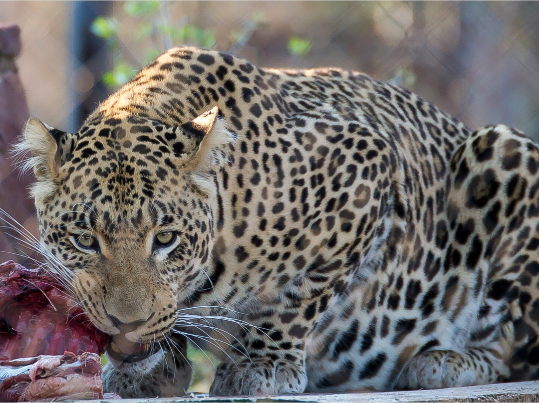 Cheetah Experience (ZA Cheetah Conservation)-贝拉贝拉必去景点
