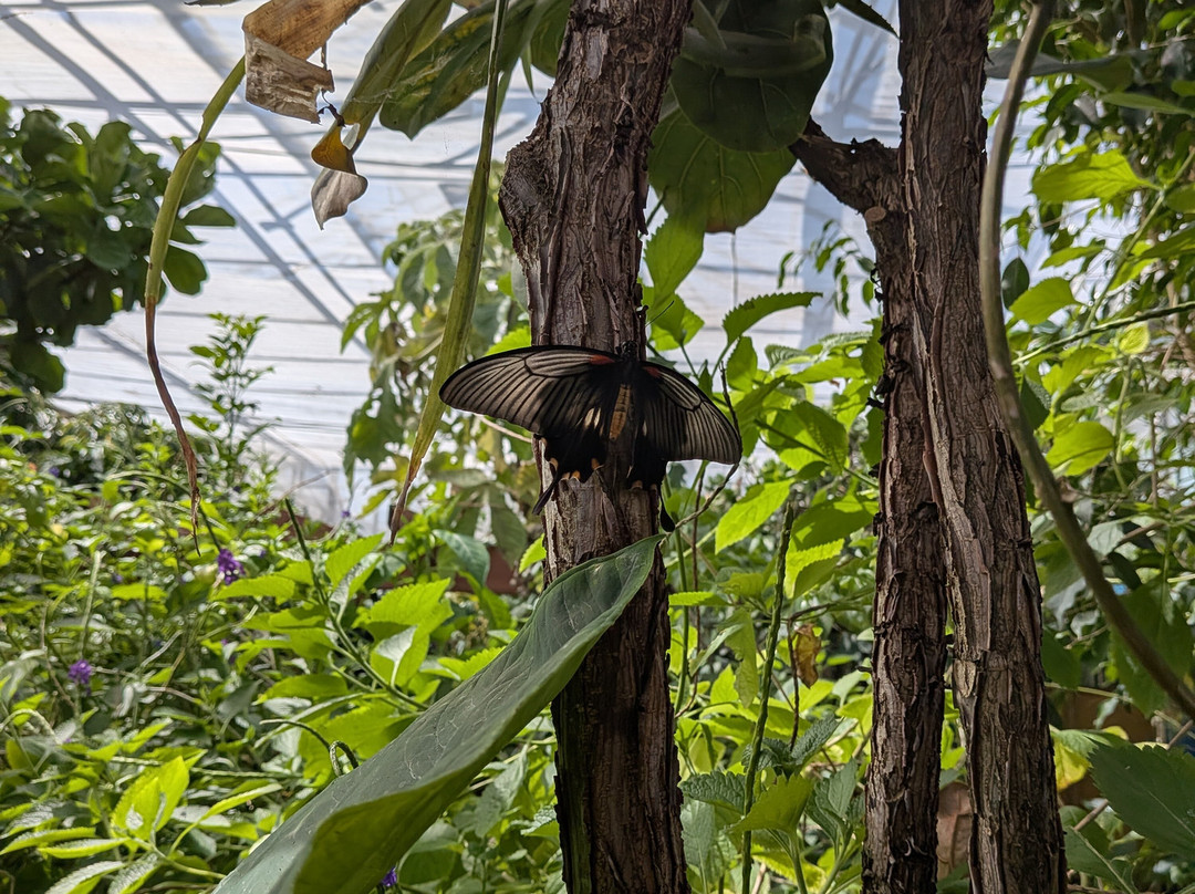 Stratford Butterfly Farm-埃文河畔斯特拉特福必去景点