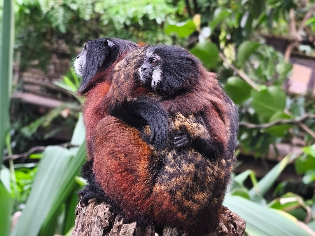 Zoo Leipzig-莱比锡必去景点