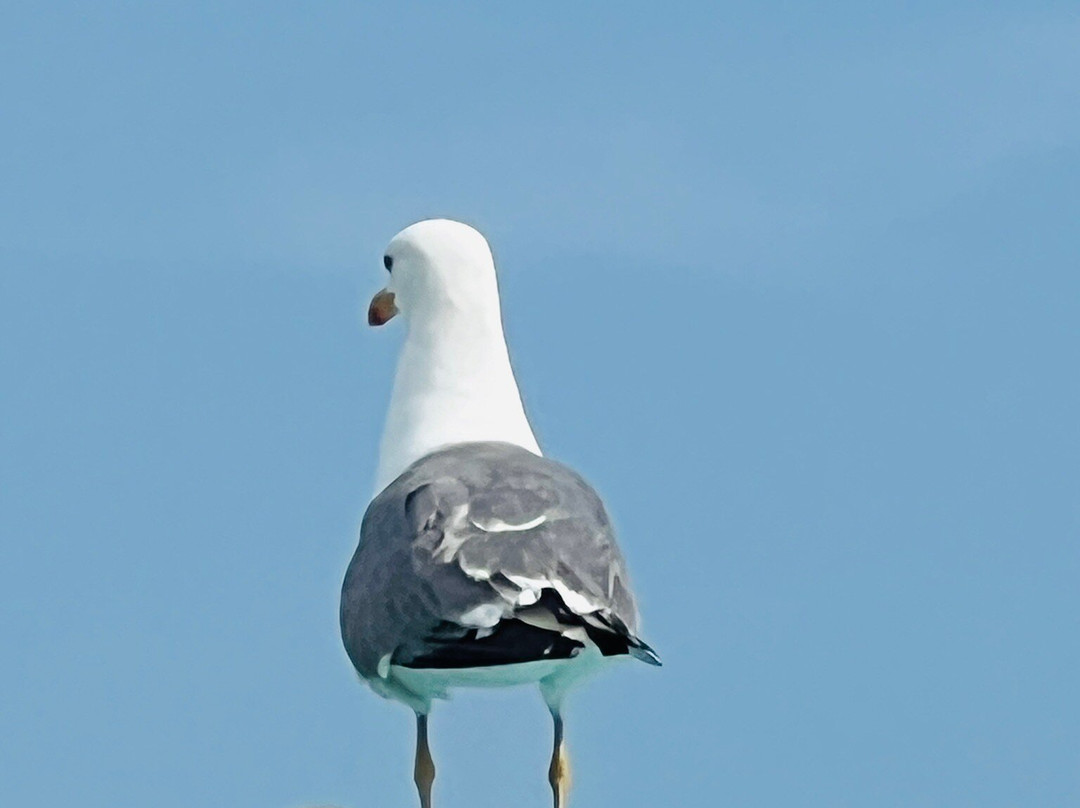 Mercato Settimanale Di Chioggia-基奥贾必去景点