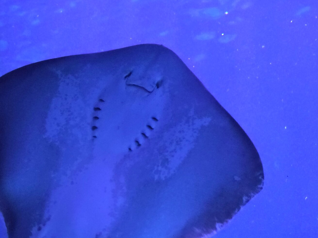里普利水族管-美特尔海滩必去景点