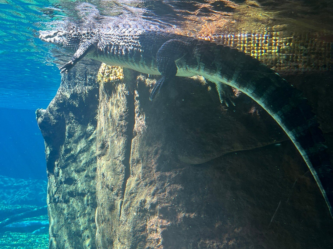 Bioparque Pantanal-大坎普市必去景点