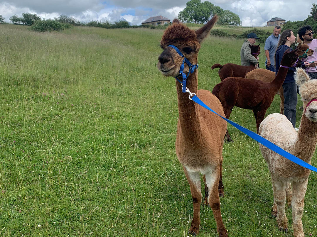 Meadowcroft Farm Alpacas-Bury必去景点