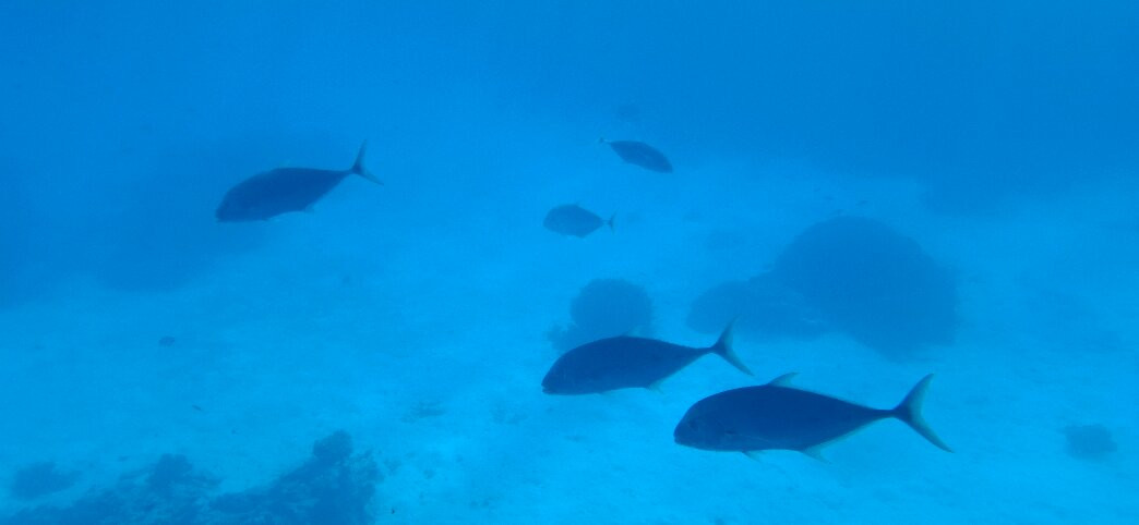 Lady Musgrave Experience - Reef Tours-Burnett Heads必去景点