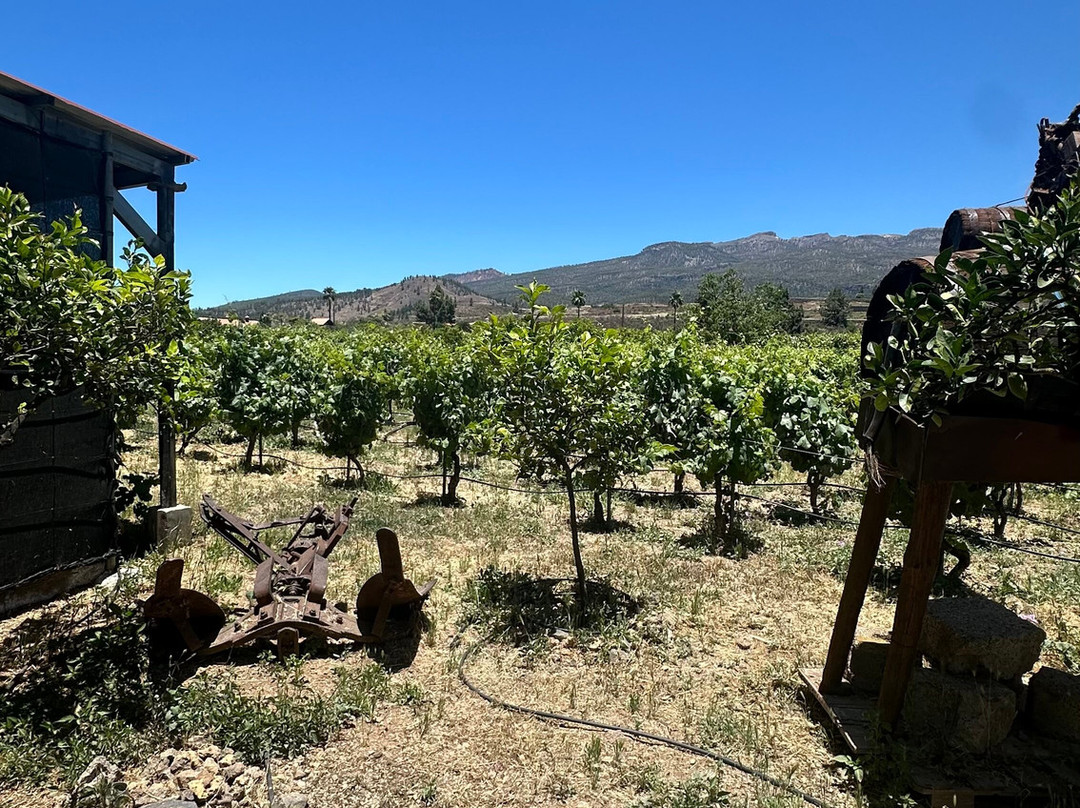Bodegas Reverón-Vilaflor必去景点