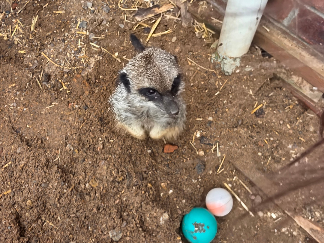Ark Wildlife Park & Exotic Animal Sanctuary-Stickney必去景点
