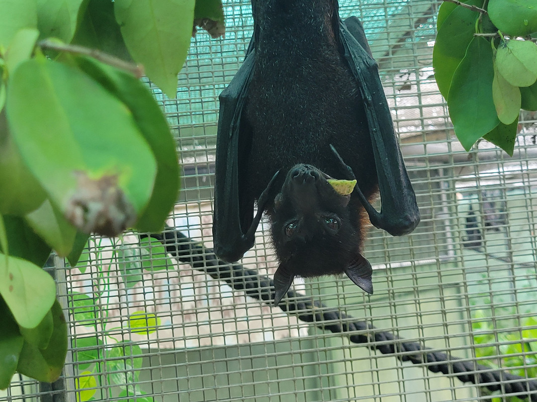 Lubee Bat Conservancy-盖恩斯维尔必去景点