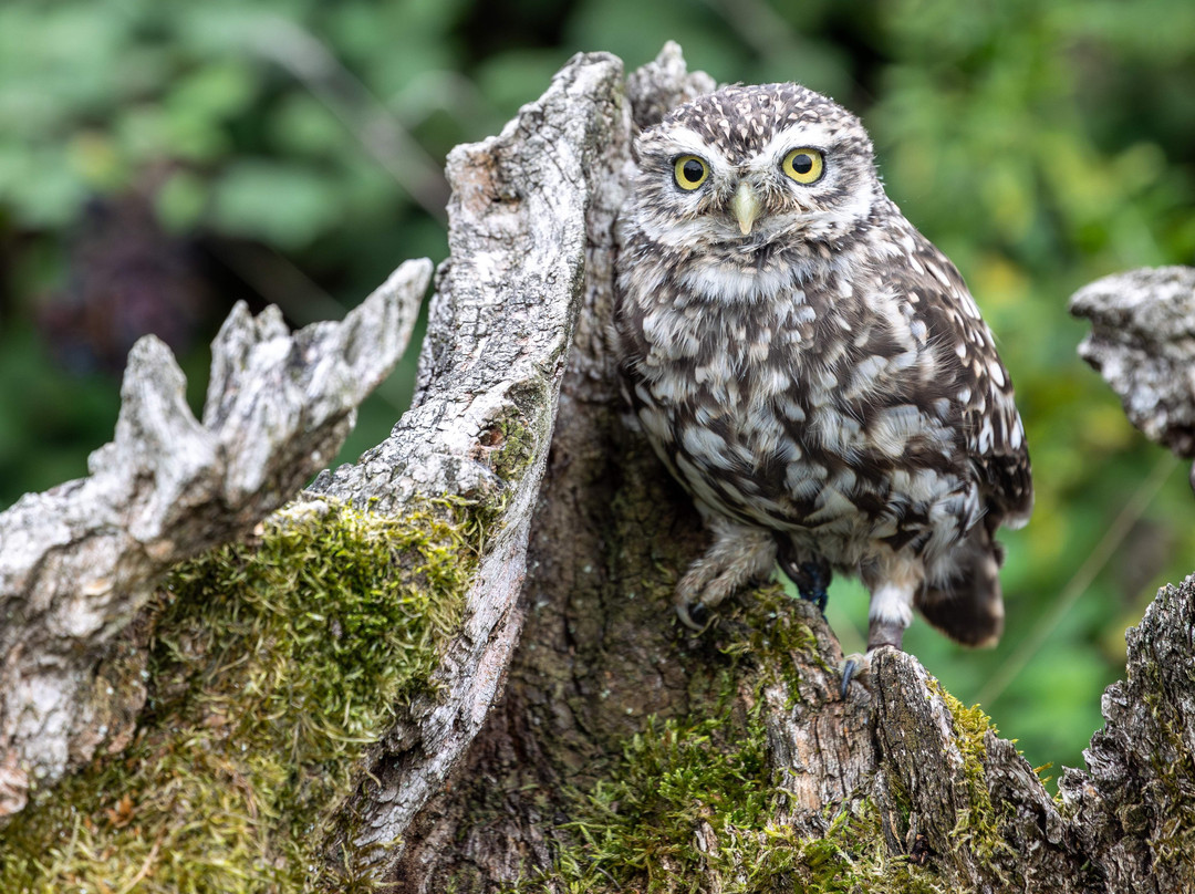Feathers and Fur Falconry Centre-布拉克内尔必去景点