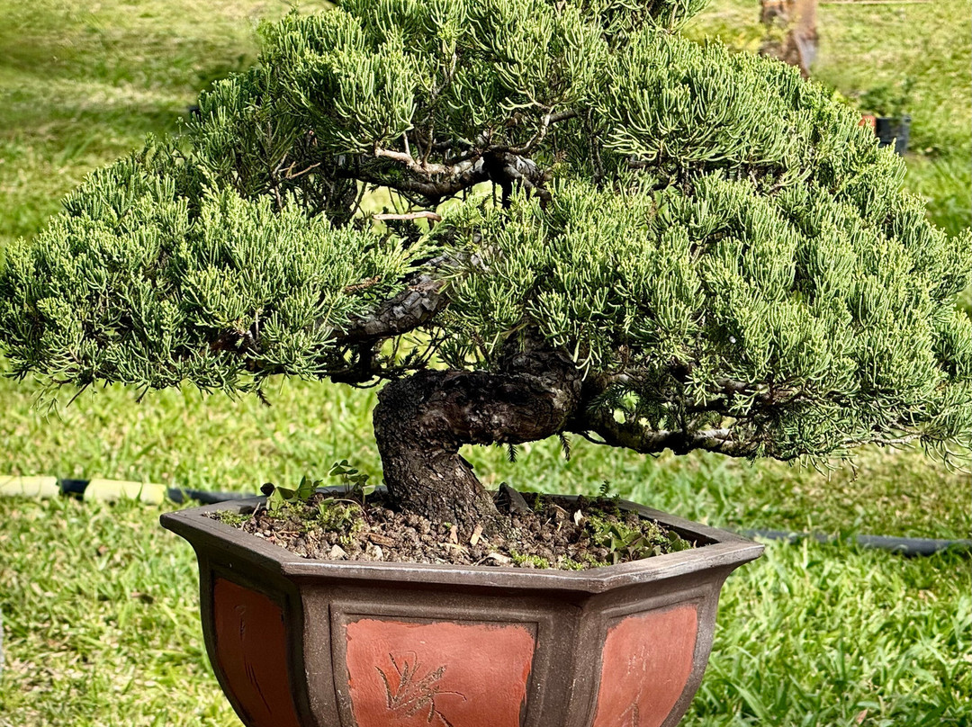 Palmiste Rouge Bonzai