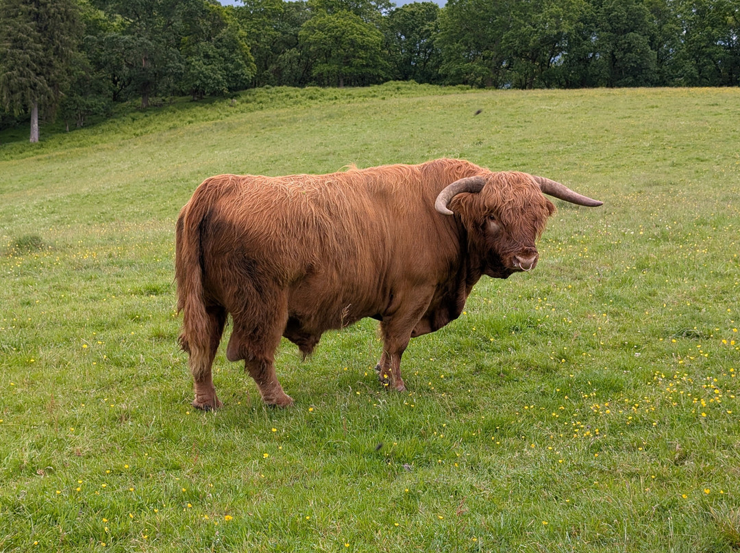 Nether Glenny Farm - Coos and Views-斯特灵必去景点