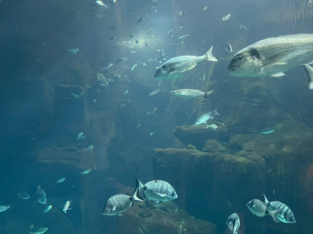 Aquario da Madeira-莫尼什港必去景点