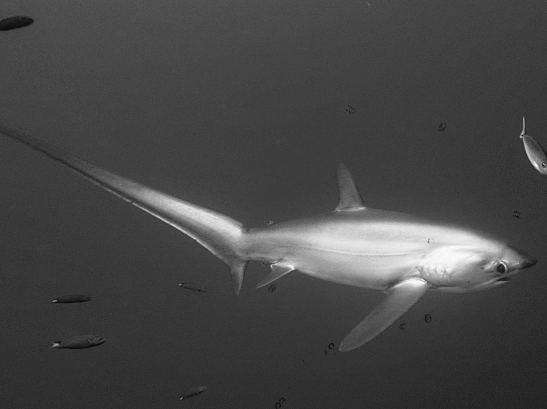 Malapascua Exotic Diving Center-妈妈拍丝瓜岛必去景点