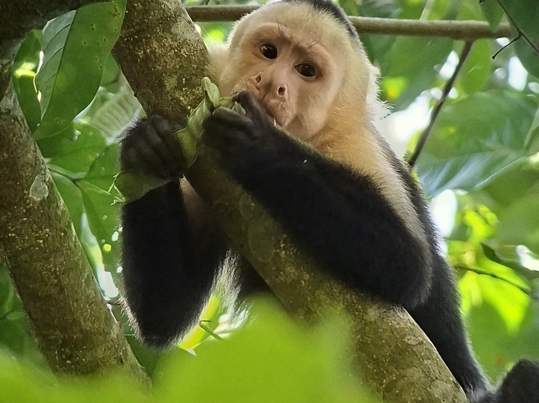 SimbiOsa Wild Costa Rica-哥斯达黎加安东尼奥国家公园必去景点