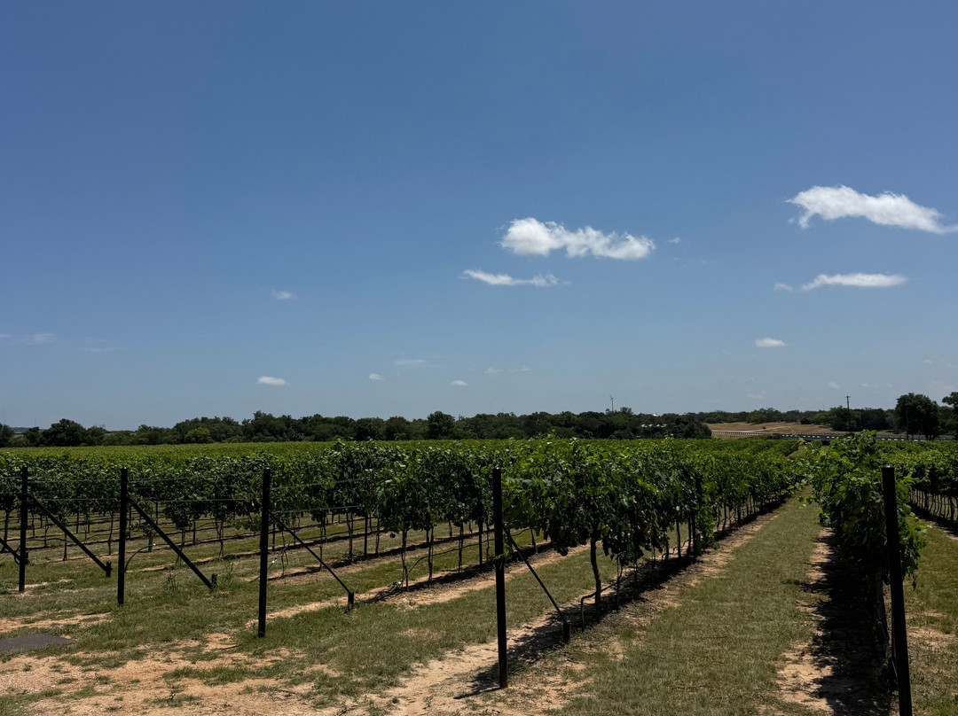 Invention Vineyards-弗雷德里克斯堡必去景点