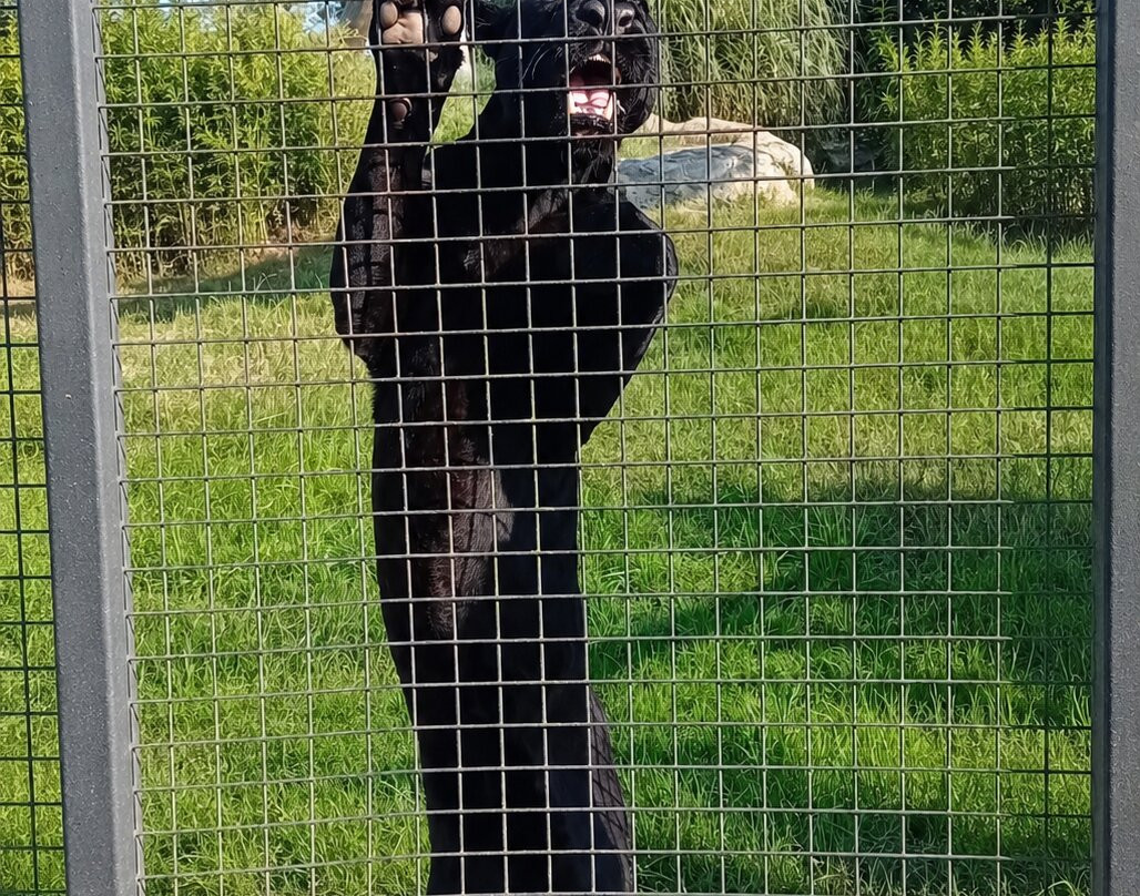The Big Cat Sanctuary-Smarden必去景点