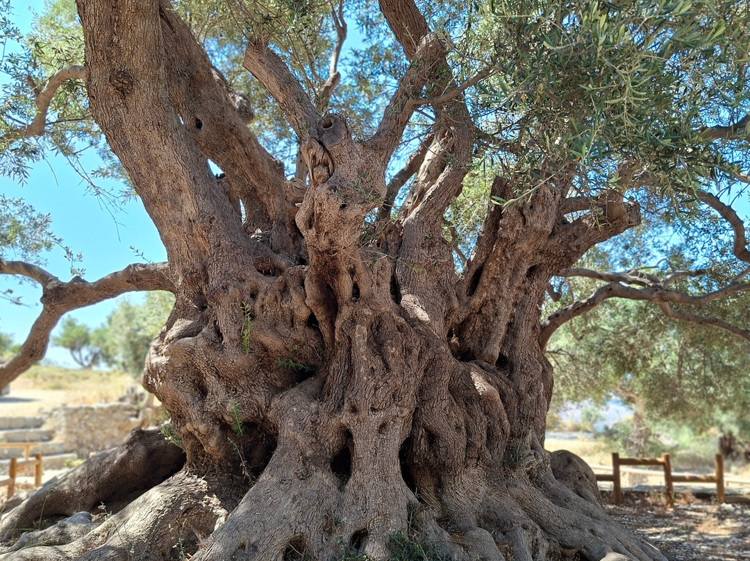 Safari Crete Experience-Agios Nikolaos必去景点