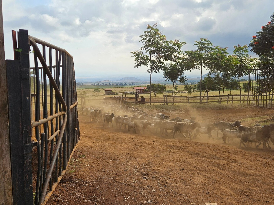 Simba Farm Lodge主图